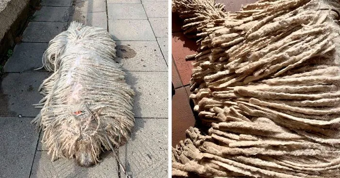 Mop Dog Named Hanga Goes Viral For Her Swimming Video And She's Lucky Her Owner Is A Pet Groomer