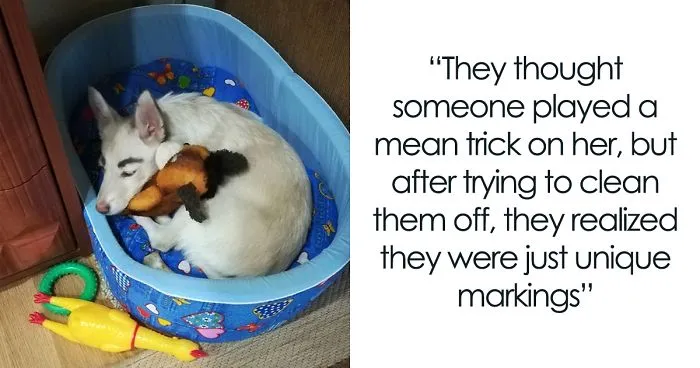 People Tried Washing This Dog's Eyebrows Off Only To Find Out They're Not Painted