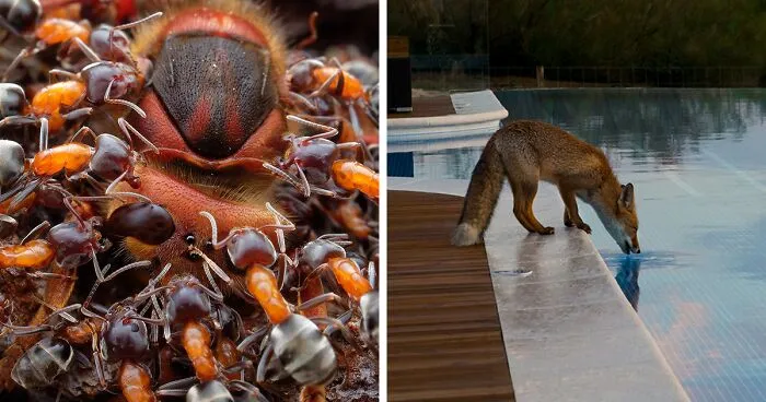 Here Are The 30 Winning Pictures Of The 2019 Nature Photographer Of The Year