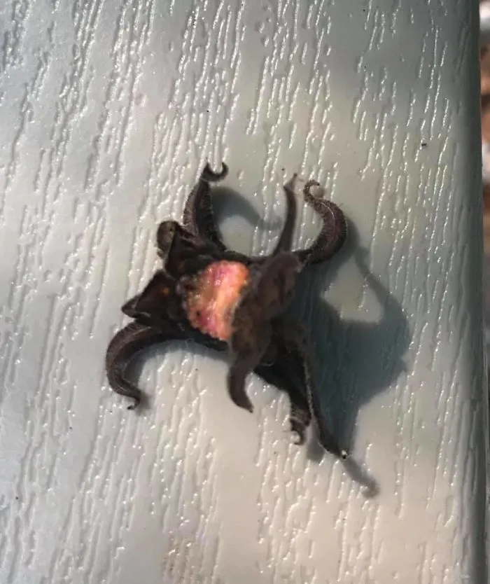 Esta cosa estaba retorciéndose en la silla del jardín esta mañana