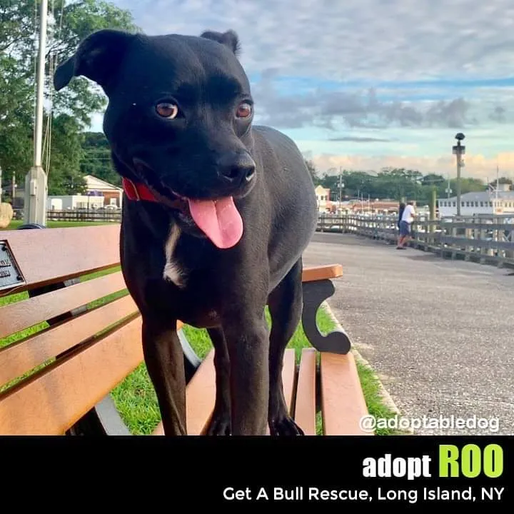 Silly And Heart Touching Videos Help Pitbulls Find Homes
