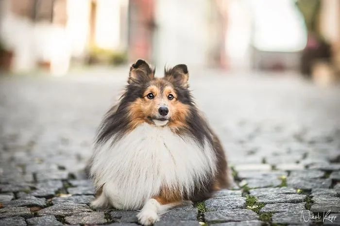 I Photograph My Dogs Life In The City