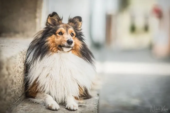 I Photograph My Dogs Life In The City