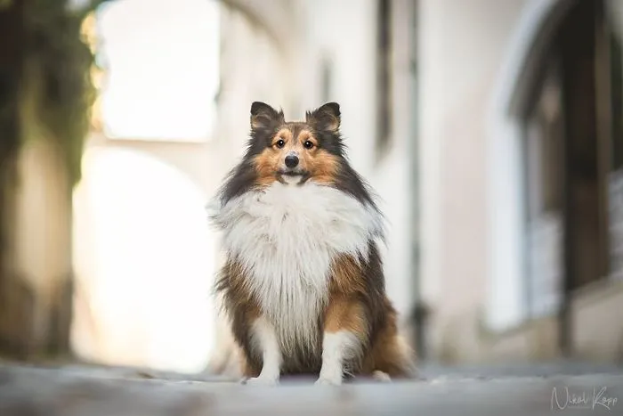 I Photograph My Dogs Life In The City