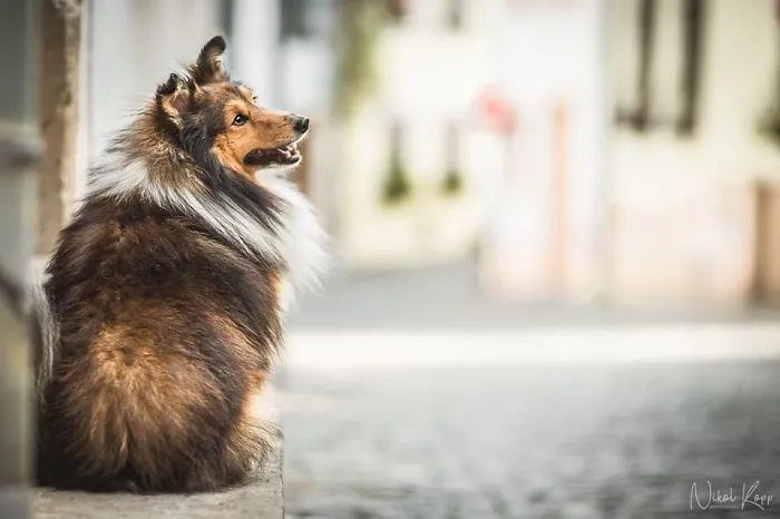 I Photograph My Dogs Life In The City