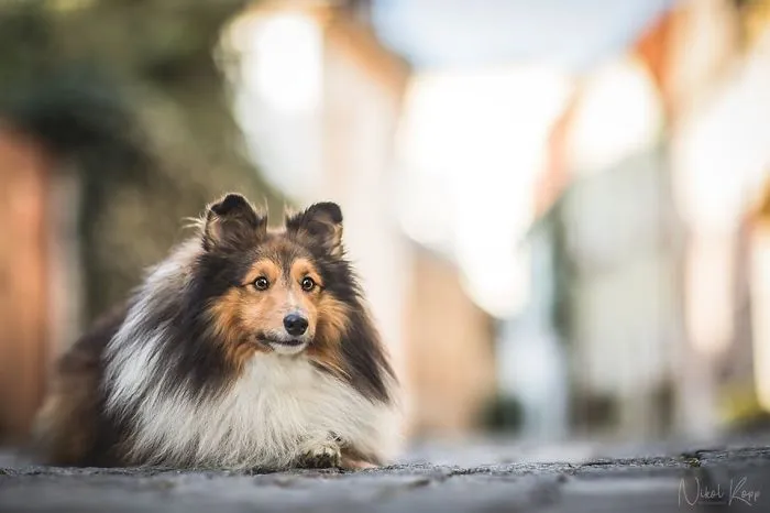 I Photograph My Dogs Life In The City