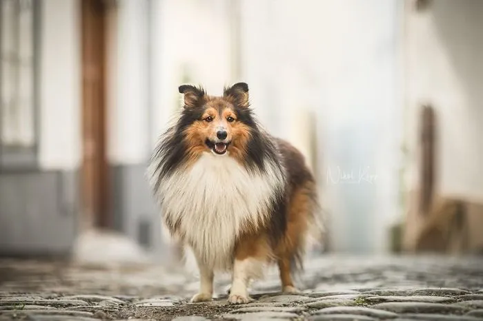 I Photograph My Dogs Life In The City