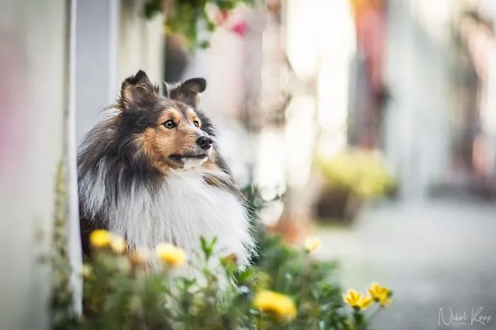 I Photograph My Dogs Life In The City