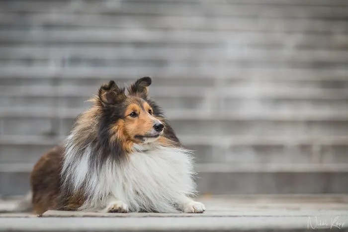 I Photograph My Dogs Life In The City