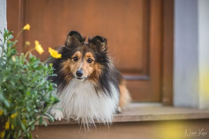 I Photograph My Dogs Life In The City