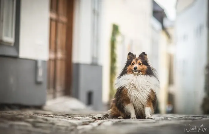 I Photograph My Dogs Life In The City