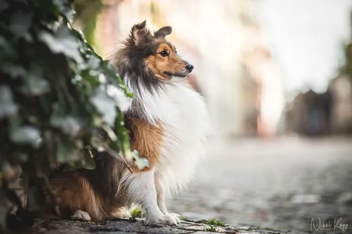 I Photograph My Dogs Life In The City
