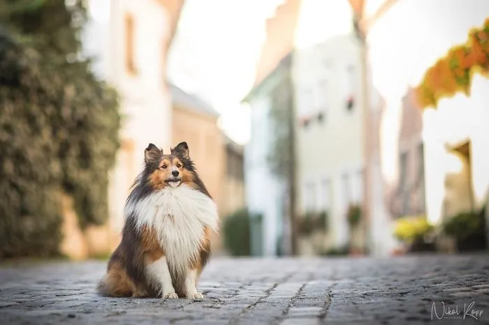 I Photograph My Dogs Life In The City