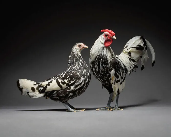 Nuestras 24 fotos de parejas de pollos muestran la diversidad del amor