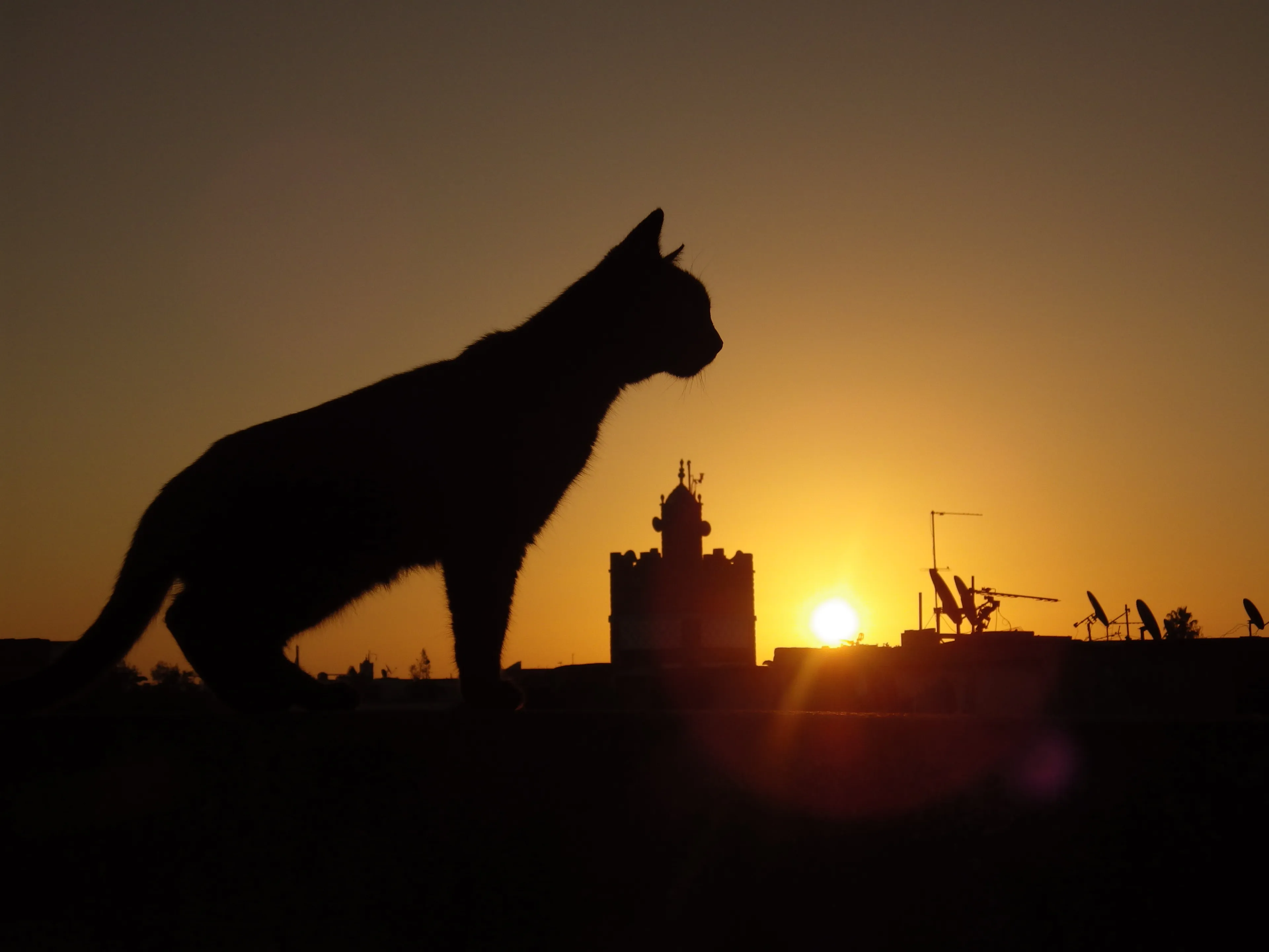 My Ex_cat  #kahloush