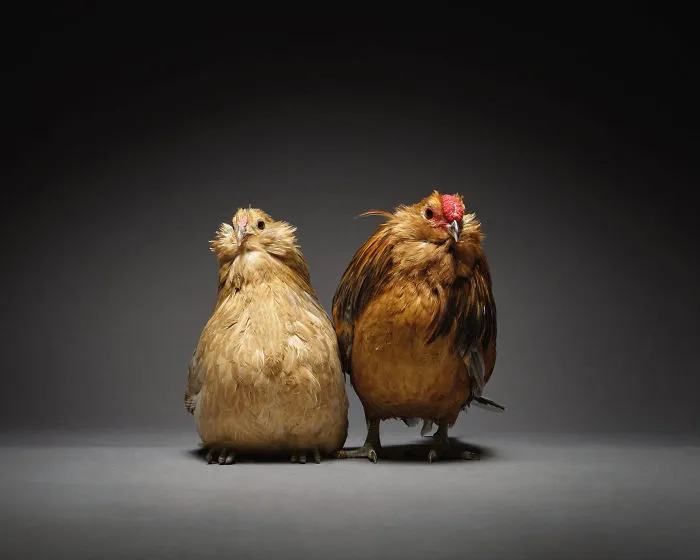 Our 24 Chicken Couple Photographs Show The Diversity Of Love