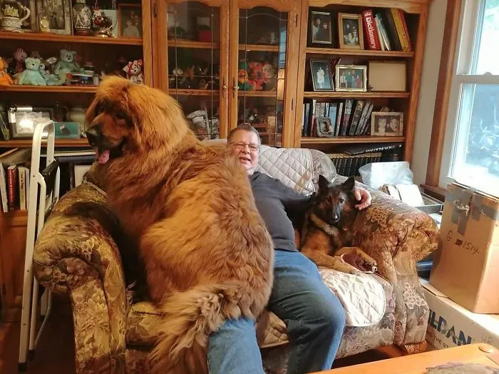 Cachorro de 11 meses junto a otro perro adulto