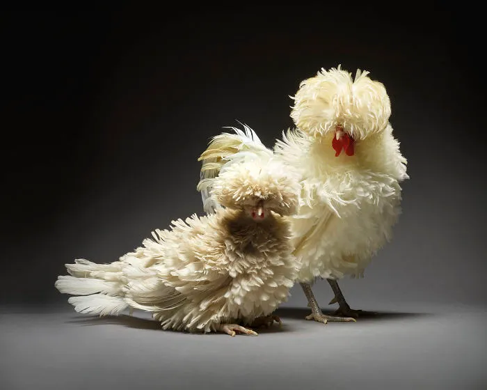 Nuestras 24 fotos de parejas de pollos muestran la diversidad del amor