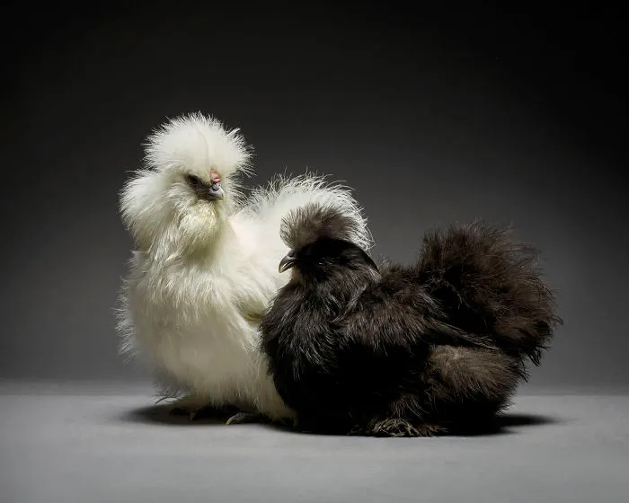 Nuestras 24 fotos de parejas de pollos muestran la diversidad del amor