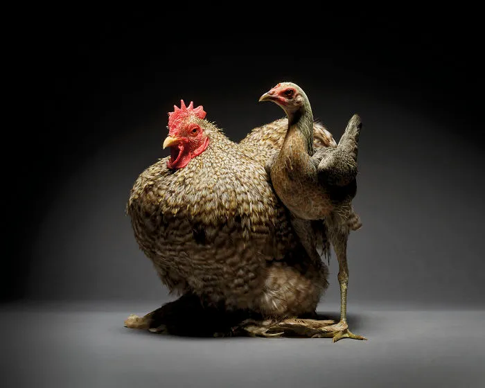 Nuestras 24 fotos de parejas de pollos muestran la diversidad del amor