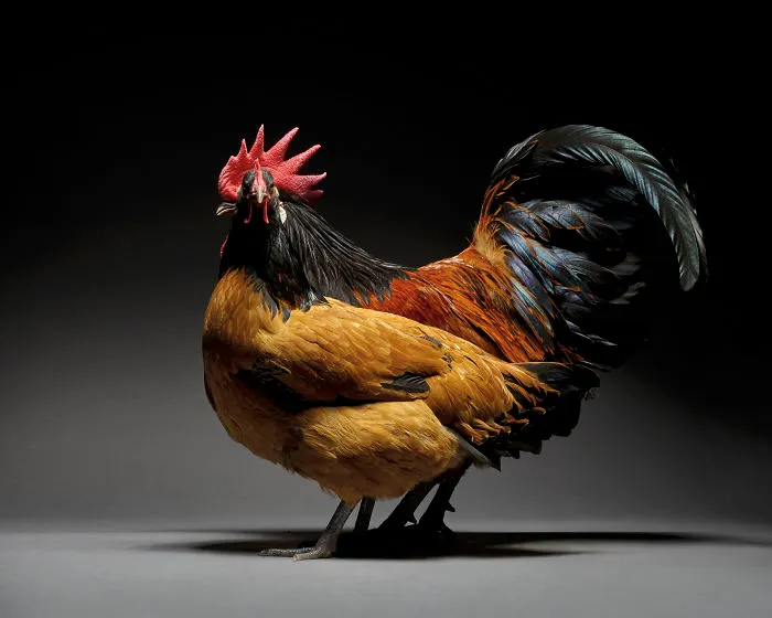 Nuestras 24 fotos de parejas de pollos muestran la diversidad del amor