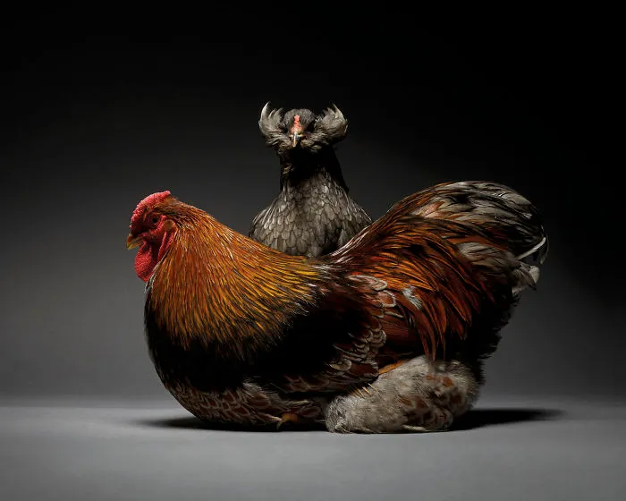 Nuestras 24 fotos de parejas de pollos muestran la diversidad del amor