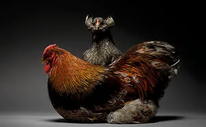Our 24 Chicken Couple Photographs Show The Diversity Of Love
