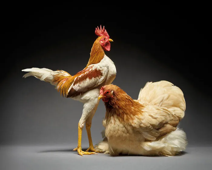 Nuestras 24 fotos de parejas de pollos muestran la diversidad del amor