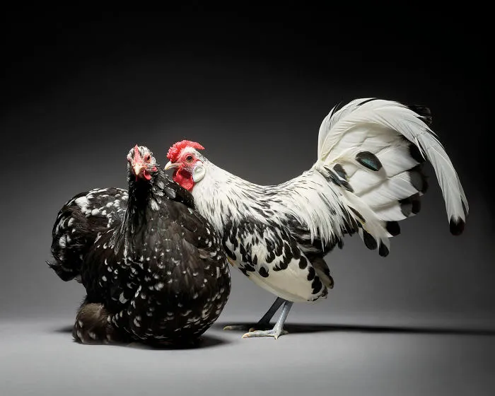 Nuestras 24 fotos de parejas de pollos muestran la diversidad del amor