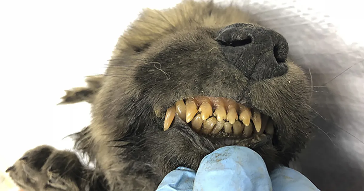 Los científicos están desconcertados con un cachorro de "perro-lobo" de hace 18000 años encontrado congelado en Siberia