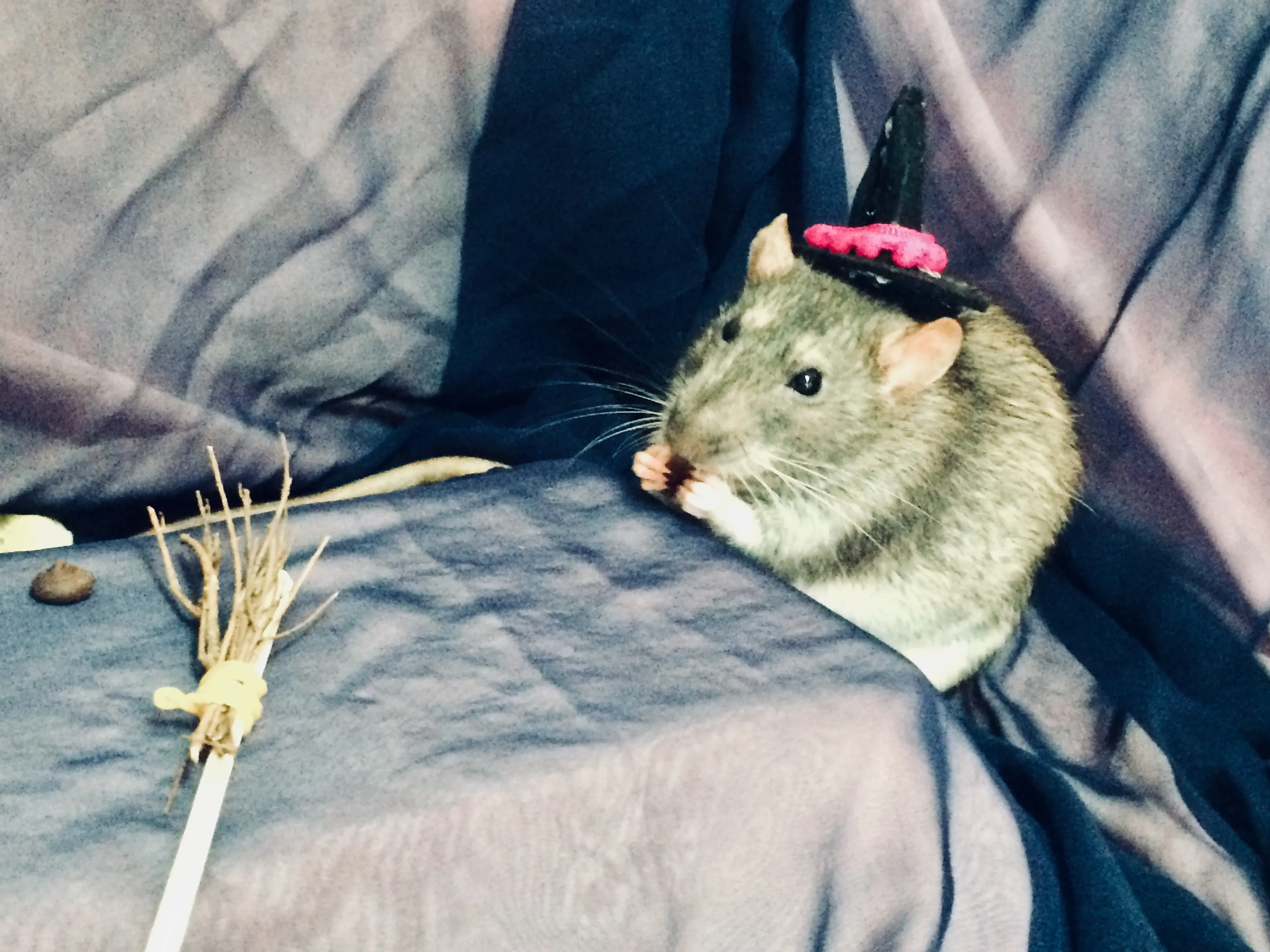 All About My Rat Chocolate!🐭
