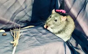 All About My Rat Chocolate!🐭