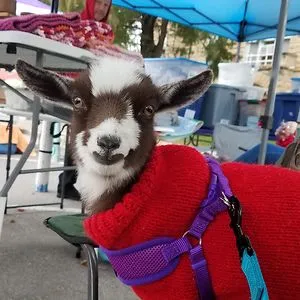 Cori