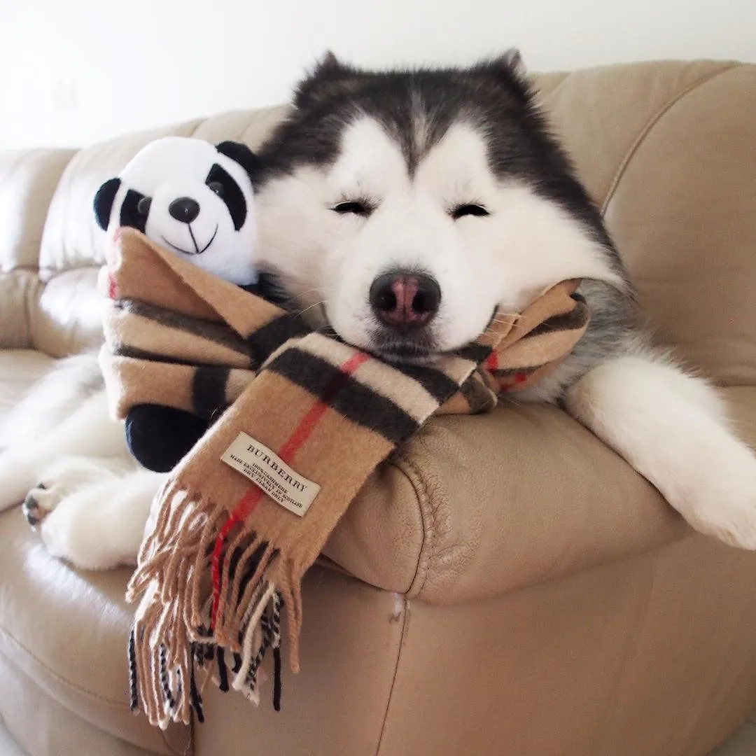 This Is Maru, The Cutest Siberian Husky On The Internet Who Still Thinks He's A Panda (New Pics)