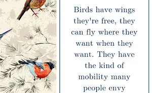 Birds Have Wings They're Free, They Can Fly Where They