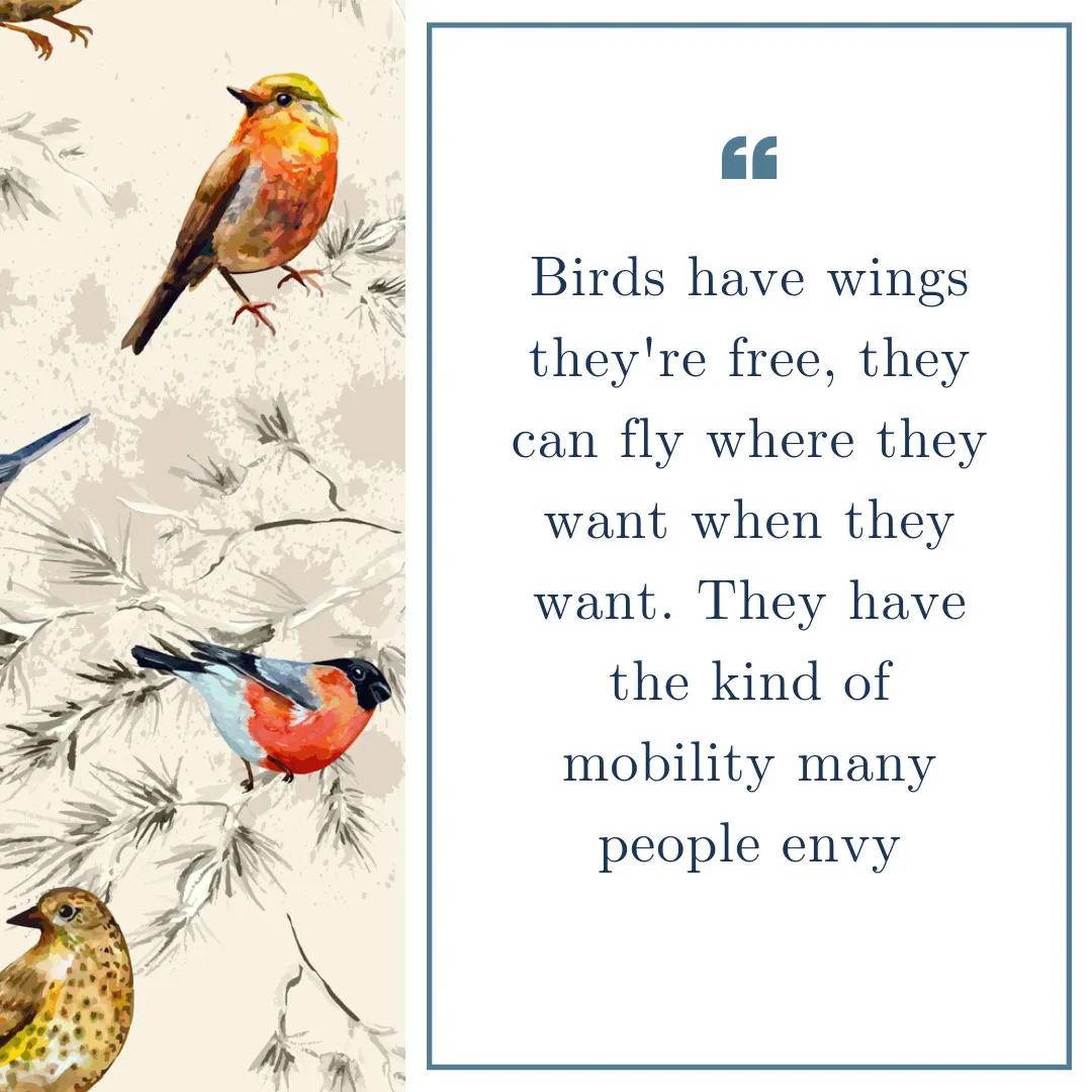 Birds Have Wings They're Free, They Can Fly Where They