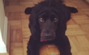 A Tribute Video For My Beloved Dog Who Lost Her Battle With Cancer
