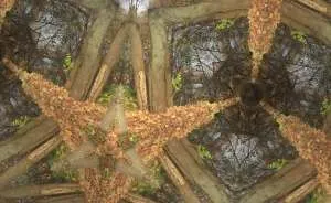Unique - Mosaic Forest Photographs