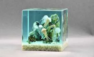 We Make Paperweights Using Fragments Of Nature And 3D Fish Embedded In Resin