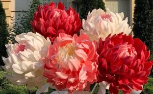 Start Up At 47 Y.o. Giant Flowers Bloom In Her Hands