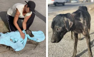 A Dog With An Ingrown Collar Trying To Survive