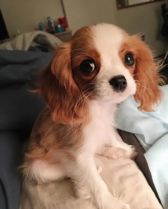 This Adorable 2-Year-Old Puppy Is So Tiny, It's Hard To Believe He's Fully Grown