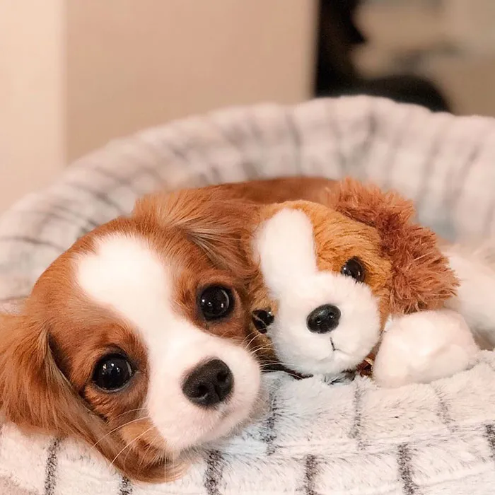This Adorable 2-Year-Old Puppy Is So Tiny, It's Hard To Believe He's Fully Grown
