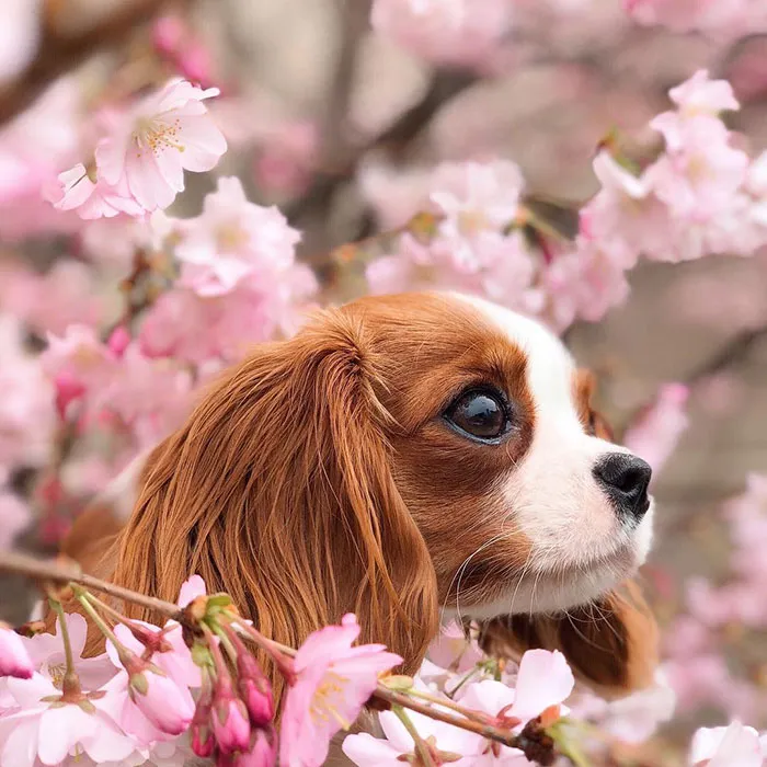 This Adorable 2-Year-Old Puppy Is So Tiny, It's Hard To Believe He's Fully Grown