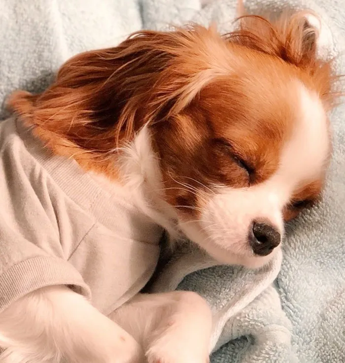 This Adorable 2-Year-Old Puppy Is So Tiny, It's Hard To Believe He's Fully Grown