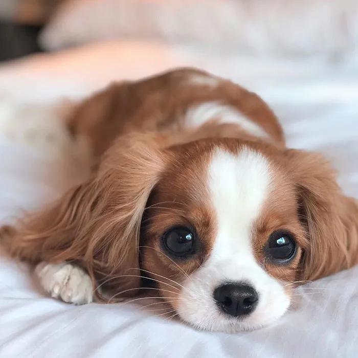 This Adorable 2-Year-Old Puppy Is So Tiny, It's Hard To Believe He's Fully Grown