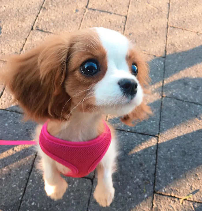 This Adorable 2-Year-Old Puppy Is So Tiny, It's Hard To Believe He's Fully Grown