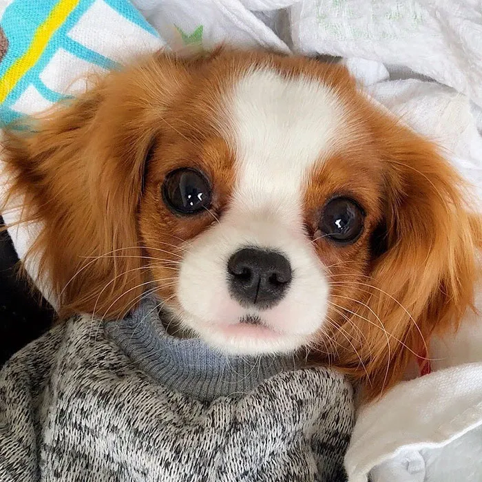 This Adorable 2-Year-Old Puppy Is So Tiny, It's Hard To Believe He's Fully Grown
