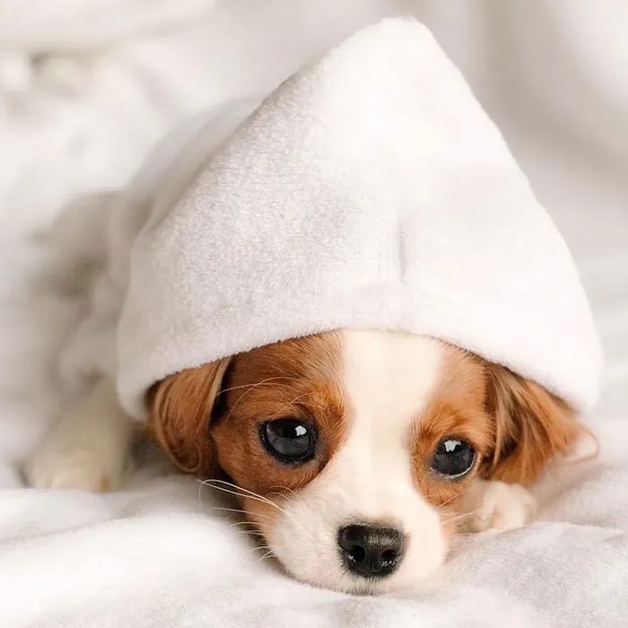 This Adorable 2-Year-Old Puppy Is So Tiny, It's Hard To Believe He's Fully Grown