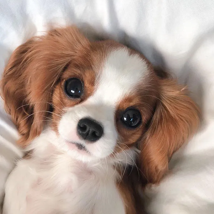 This Adorable 2-Year-Old Puppy Is So Tiny, It's Hard To Believe He's Fully Grown